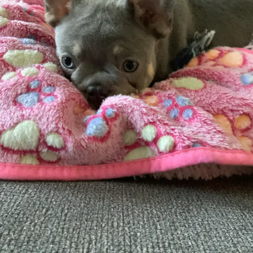 creator Izzy 🌴🌴's avatar