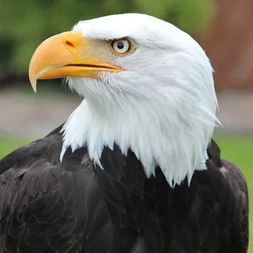 creator Bryan1872's avatar