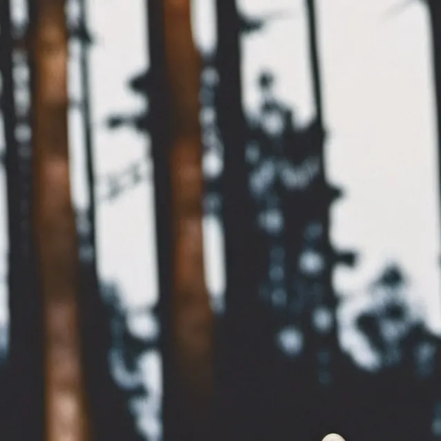 chat with ai character: lisa the wolf