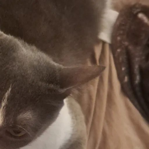 creator CassidyMaryers's avatar