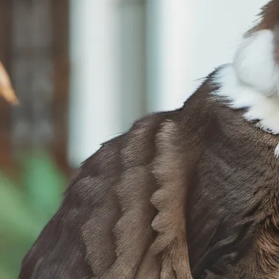 chat with ai character: Cat