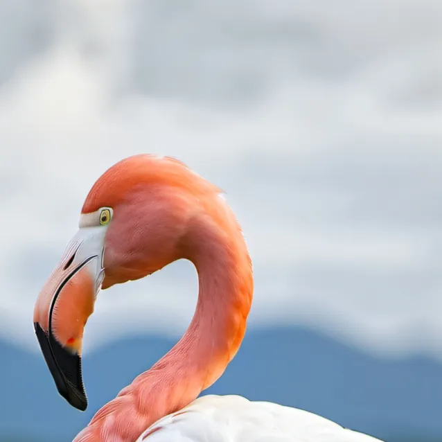 chat with ai character: Zoo