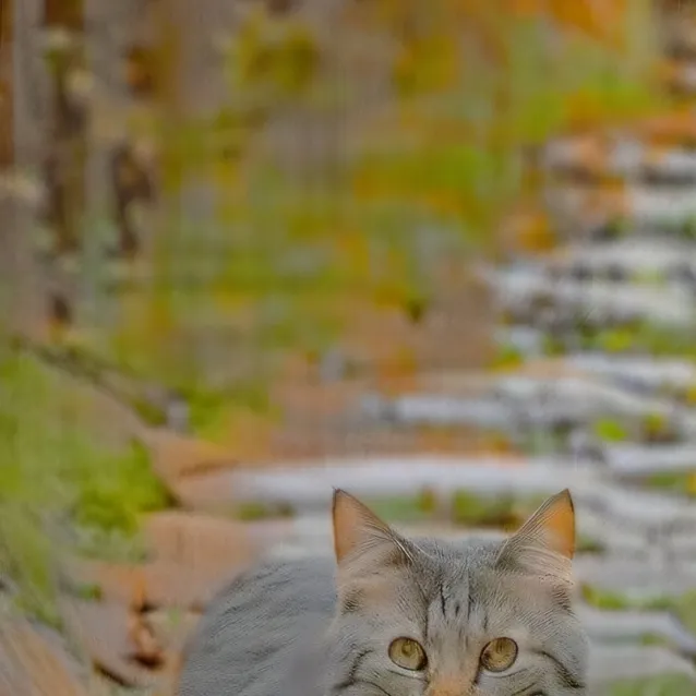 chat with ai character: cookie