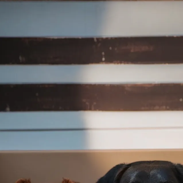 chat with ai character: Poor dog family