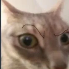 creator WALEA's avatar