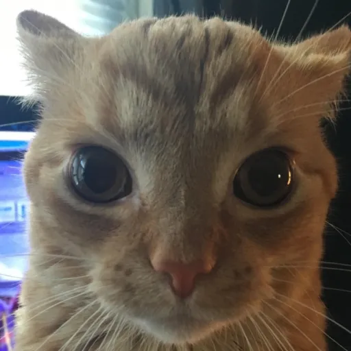 creator Ethan﷽'s avatar