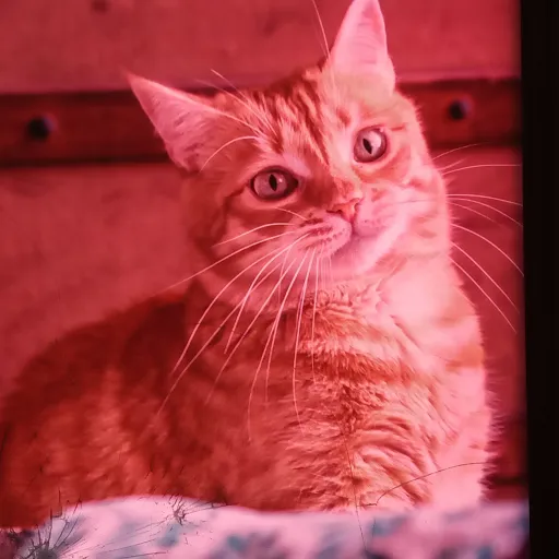 creator Avaa Maee❤️❤️❤️'s avatar