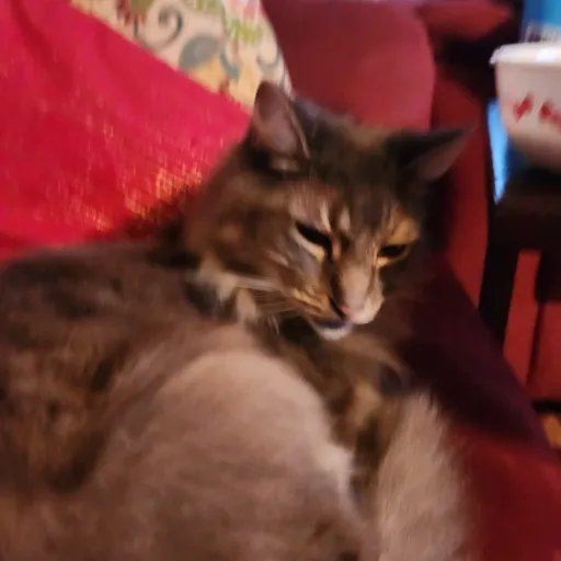 talkie's author avatar