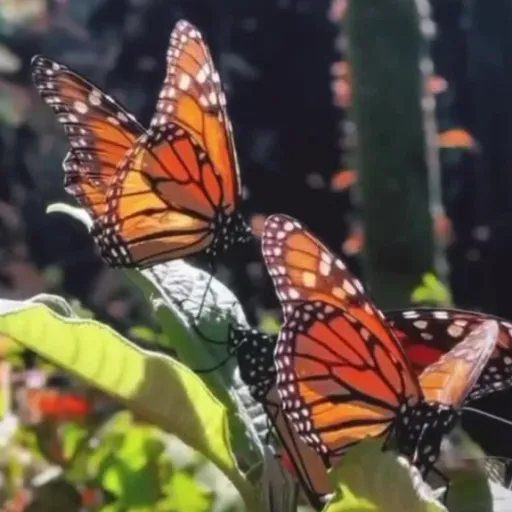 creator Emo_forever🧋's avatar