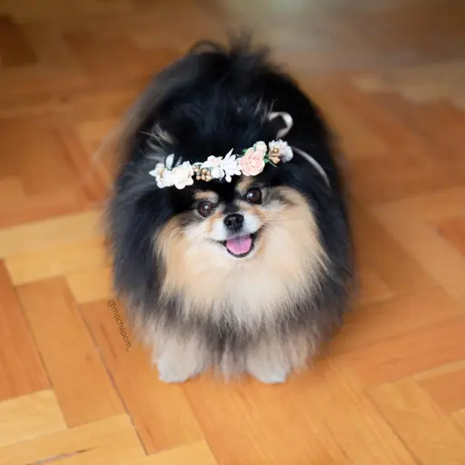 creator Jenai's avatar