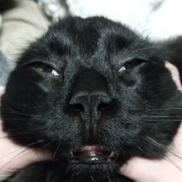 creator lazlo 44's avatar