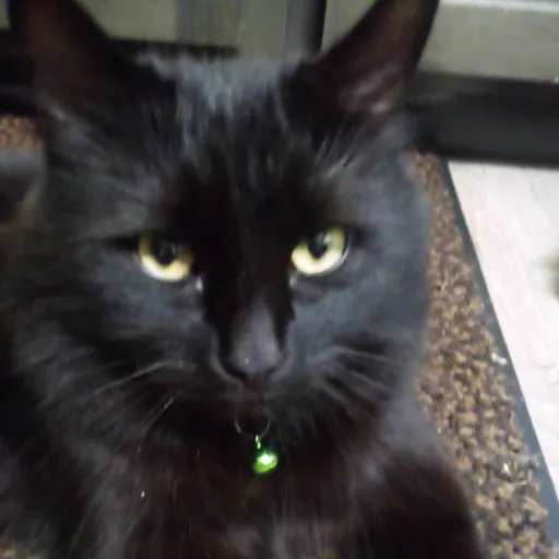 creator your mom :)'s avatar