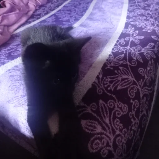 creator Lunala2's avatar