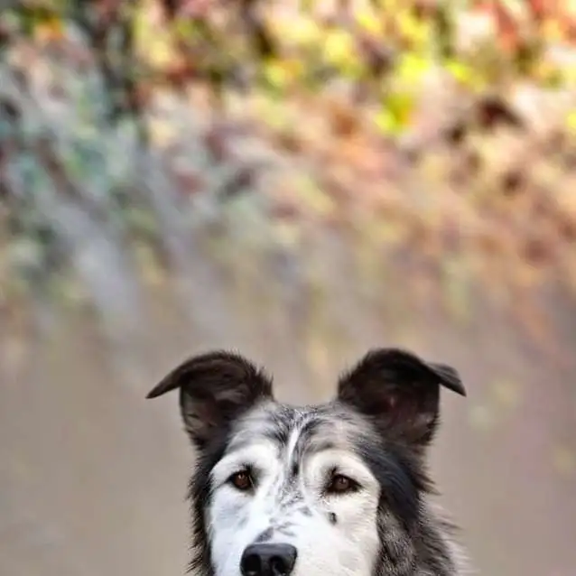 chat with ai character: Stray dog