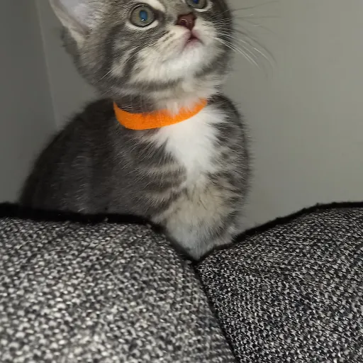 creator GooseHead's avatar