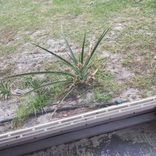 creator someonethe eyes's avatar