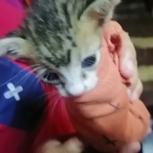 creator Yazi1234546687's avatar