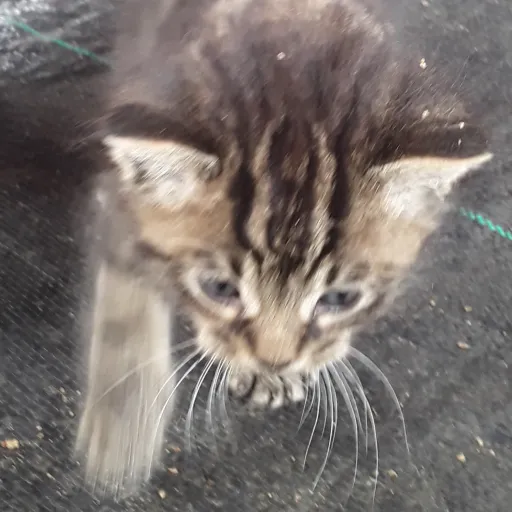 creator The Animals 🐈's avatar