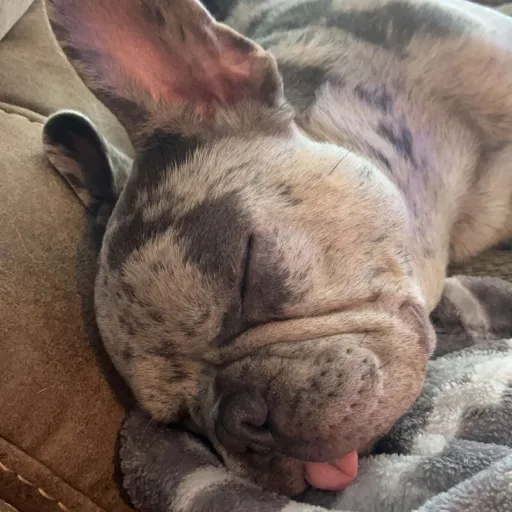 creator kiwikaylie's avatar