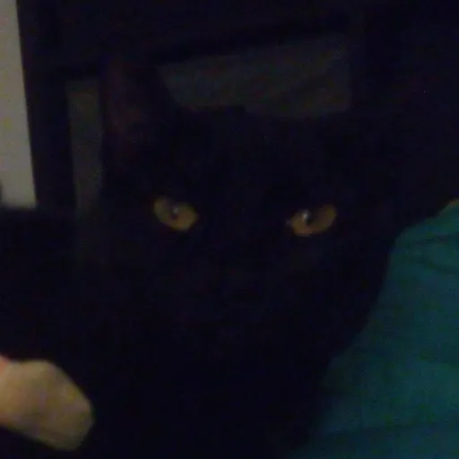 creator KITTY1HERO's avatar