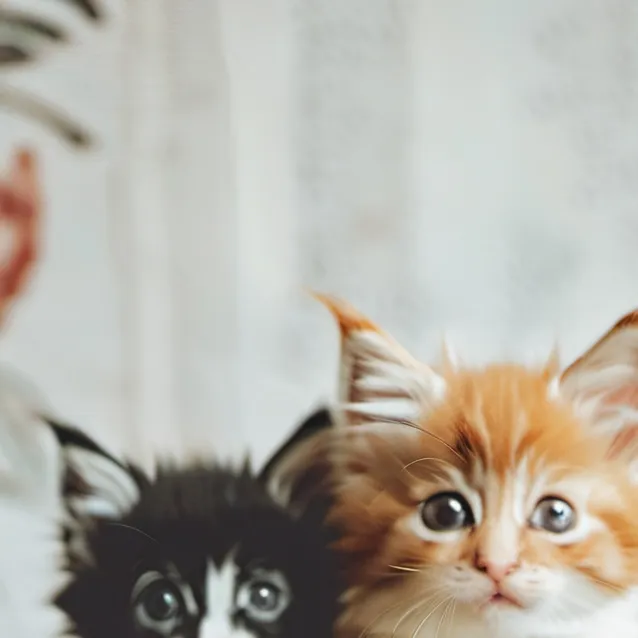 chat with ai character: Punishment Kittens