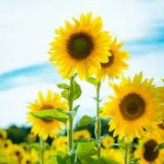 creator Amira Montenegro's avatar