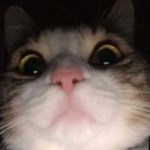 creator ^Mikky^'s avatar