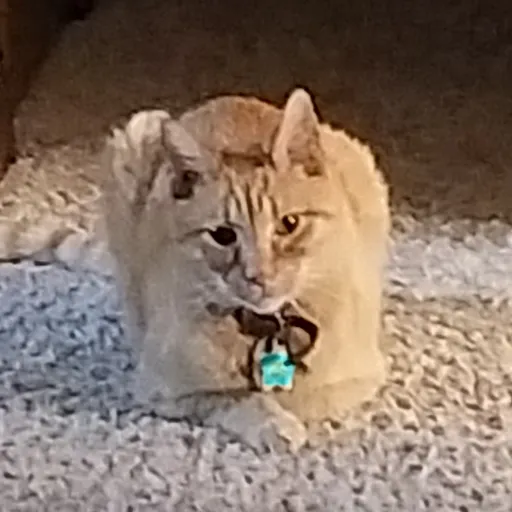 creator MiaxD's avatar