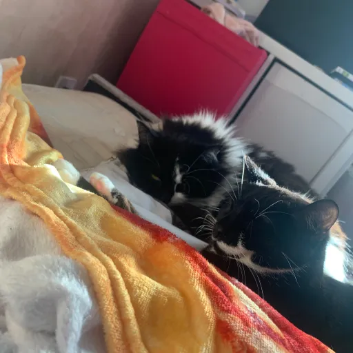 talkie's author avatar