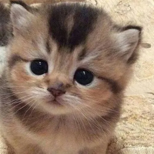 creator The_Fluffy_Tails's avatar