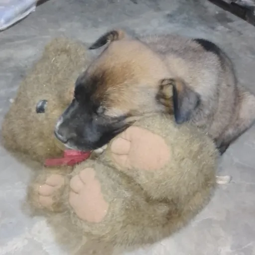 talkie's author avatar