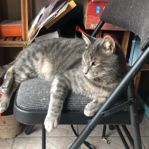 talkie's author avatar