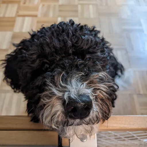 talkie's author avatar