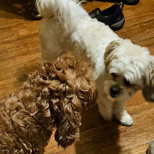 creator Erica Neal's avatar