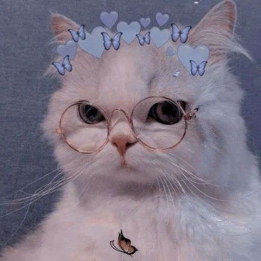 creator Amy Rossa's avatar