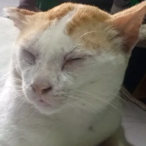 creator remzien's avatar