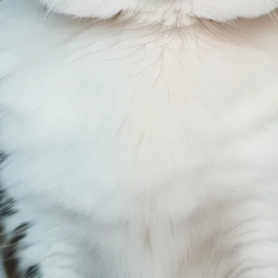 chat with ai character: Socks