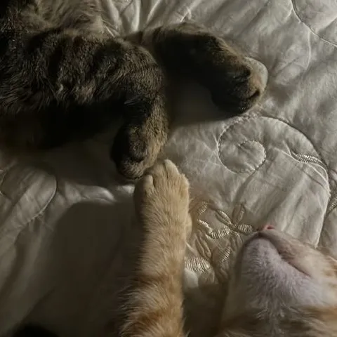 creator Shining_moon._...'s avatar