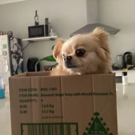 creator DinoGirl3481's avatar