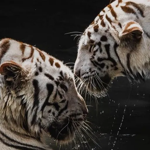 creator Sasha rosie's avatar