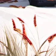 chat with ai character: geto suguru (gala)