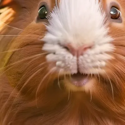 chat with ai character: Ginger guinea pig