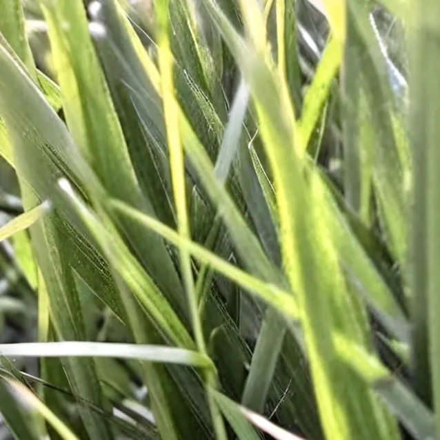 chat with ai character: just be famous plz