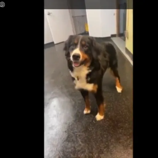 creator the sigma9669's avatar