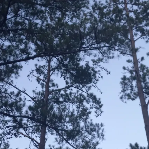 creator Talkior-24alice's avatar