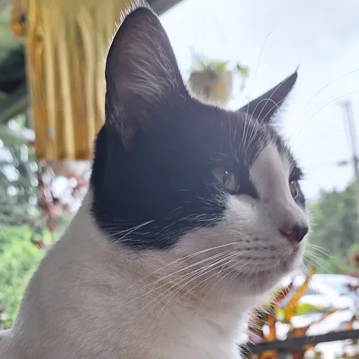 creator Shining_Astra's avatar