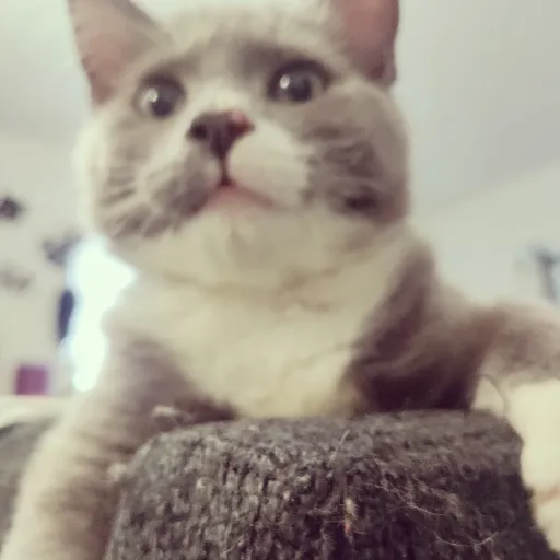 creator alex_1432's avatar