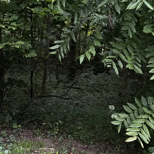 creator unknownuzer's avatar