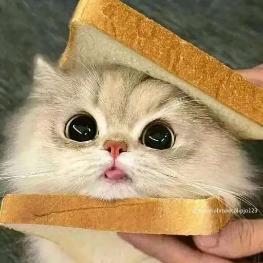 creator I'm zhainhie's avatar