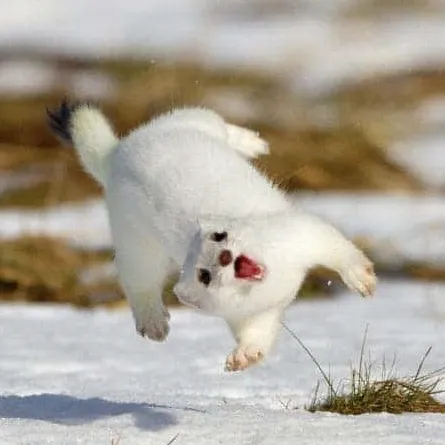 creator sleepdeprivedstoat's avatar